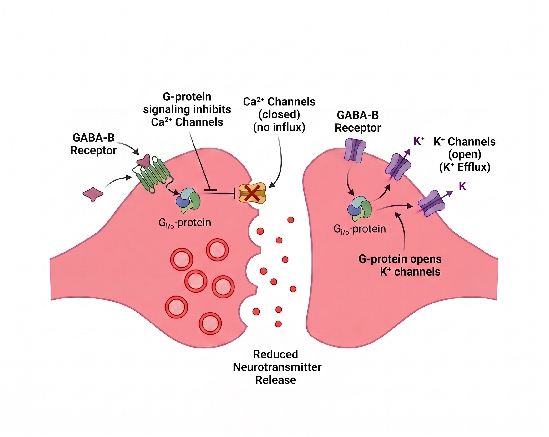 GABA-B synapse